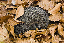 Brown-breasted Hedgehog (Erinaceus europaeus) hibernating in leaf litter, Bavaria, Germany