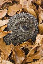 Brown-breasted Hedgehog (Erinaceus europaeus) hibernating in leaf litter, Bavaria, Germany