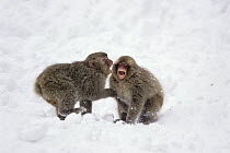 Japanese Macaque (Macaca fuscata) young playing, Japanese Alps, Japan