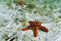 Red-knobbed Sea Star (Protoreaster linckii) pair in shallow water, Zanzibar, Tanzania