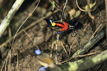 Wilson's Bird-of-paradise (Cicinnurus respublica) male displaying to female, Batanta Island, Indonesia