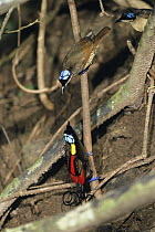 Wilson's Bird-of-paradise (Cicinnurus respublica) male displaying to females, Batanta Island, Indonesia