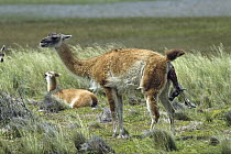 Guanaco (Lama guanicoe) birthing, Torres del Paine National Park, Patagonia, Chile