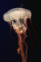 Purple-striped Jellyfish (Chrysaora colorata), native to coast of California