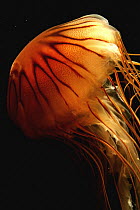 Pacific Sea Nettle (Chrysaora fuscescens), native to Pacific Ocean