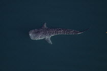 Whale Shark (Rhincodon typus) near ocean surface, Sea of Cortez, Baja California, Mexico