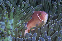 Pink Anemonefish (Amphiprion perideraion) in Magnificent Sea Anemone (Heteractis magnifica) host tentacles, Celebes Sea