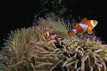 Clown Anemonefish (Amphiprion ocellaris) pair near sea anemone host, Celebes Sea