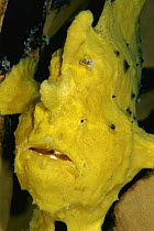 Frogfish (Antennarius sp) showing lure used to attract prey, Celebes Sea