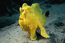 Frogfish (Antennarius sp) on ocean floor, Celebes Sea