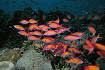 Redfin Anthias (Pseudanthias dispar) group swimming over coral reef, Celebes Sea