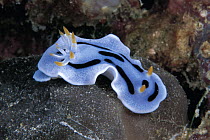 Nudibranch (Chromodoris sp), Celebes Sea
