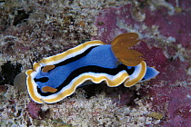 Ann's Chromodorid Nudibranch (Chromodoris annae), Celebes Sea