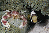 Spotted Anemone Crab (Neopetrolisthes maculatus) and Anemonefish (Amphiprion sp) in sea anemone host tentacles, Celebes Sea