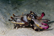 Flamboyant Cuttlefish (Metasepia pfefferi) male on ocean floor, Celebes Sea