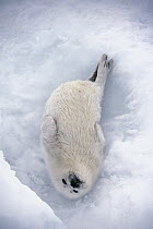 Harp Seal (Phoca groenlandicus) pup lying on ice, Gulf of St. Lawrence, Canada