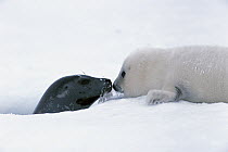 Harp Seal (Phoca groenlandicus) mother and pup nuzzling, Gulf of St. Lawrence, Canada