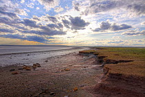 Mudflats in salt marsh, Bay of Fundy, Nova Scotia, Canada