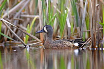 Blue-winged Teal (Anas discors) male in spring, Nova Scotia, Canada