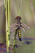 Dragonfly right after emerging from the larval aquatic stage with wet wings still unfurled, Nova Scotia, Canada