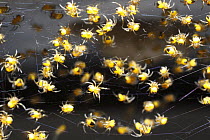 Spiderlings in web, Nova Scotia, Canada