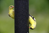 American Goldfinch (Carduelis tristis) male and female at bird feeder, Nova Scotia, Canada
