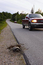 Snapping Turtle (Chelydra serpentina) laying eggs at side of highway, Nova Scotia, Canada