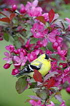 American Goldfinch (Carduelis tristis) male in cherry tree blossoms, Nova Scotia, Canada