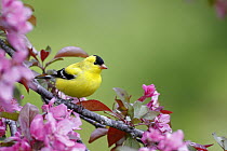 American Goldfinch (Carduelis tristis) male in cherry tree blossoms, Nova Scotia, Canada
