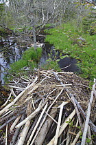American Beaver (Castor canadensis) lodge, Nova Scotia, Canada