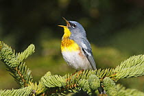 Northern Parula (Setophaga americana) male singing, Nova Scotia, Canada