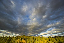 Black Spruce (Picea mariana) trees and cumulus clouds in autumn, Denali National Park, Alaska
