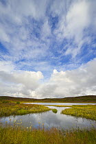 Tundra kettle ponds reflecting cumulus clouds, Denali National Park, Alaska