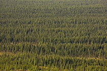 Black Spruce (Picea mariana) boreal forest in autumn, Denali National Park, Alaska