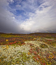 Rainbow and cumulonimbus clouds above fall tundra, Denali National Park, Alaska