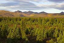 Black Spruce (Picea mariana) boreal forest and the Alaska Range, Denali National Park, Alaska