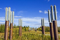Finned radiators expel heat from heat pipes protecting the Alaska Pipeline from permafrost, Alaska