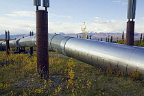 Finned radiators expel heat from heat pipes protecting the Alaska Pipeline from permafrost, Alaska