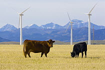 Domestic Cattle (Bos taurus) and windmills in harvested field of traditional farming community, Alberta, Canada