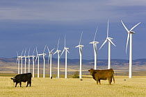 Domestic Cattle (Bos taurus) and windmills in harvested field of traditional farming community, Alberta, Canada