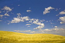 Cumulus clouds floating above a wheat field, Montana