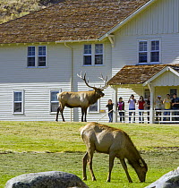 American Elk (Cervus elaphus nelsoni) bull near tourists, Yellowstone National Park, Wyoming