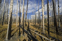 Coniferous trees burned by forest fire, Yellowstone National Park, Wyoming