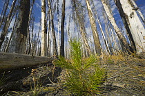 Sapling amid coniferous trees burned by forest fire, Yellowstone National Park, Wyoming