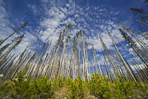 Saplings amidst coniferous trees burned by forest fire, Yellowstone National Park, Wyoming