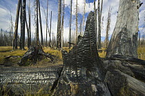 Charred trunks of coniferous trees, Yellowstone National Park, Wyoming