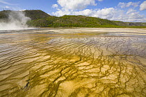 Bacterial mats in Grand Prismatic Pool, Yellowstone National Park, Wyoming