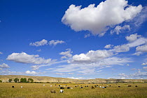 Domestic Cattle (Bos taurus) group in pasture under cumulus clouds in arid prairie landscape, central Wyoming