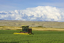 Rancher harvesting oats while heavy cumulus clouds gather above, central Wyoming