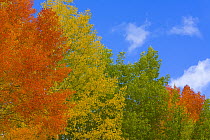 Quaking Aspen (Populus tremuloides) in brilliant fall colors, Grand Teton National Park, Wyoming